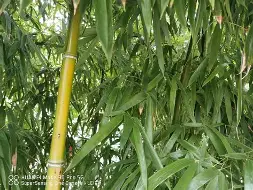 穆雷打入12粒点球赛后发声(穆雷打入12粒点球赛后发声了吗)